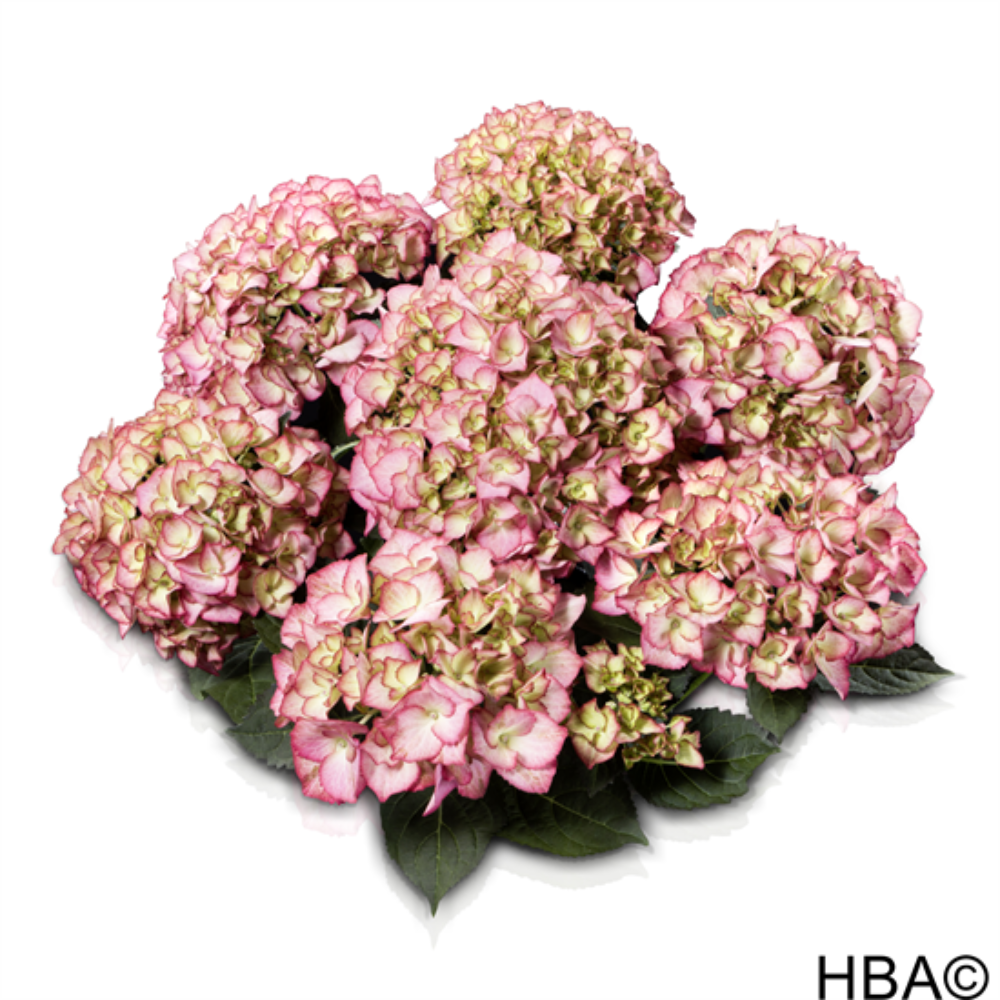 Adula Rosa (Bildquelle HBA)