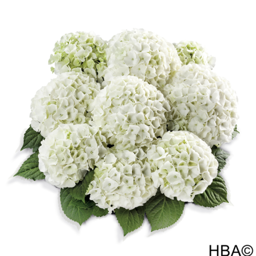 Bianco (Bildquelle HBA)