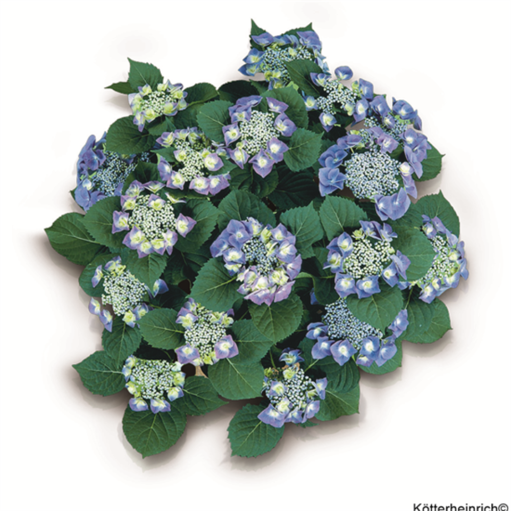 Blaumeise (Bildquelle Kötterheinrich)