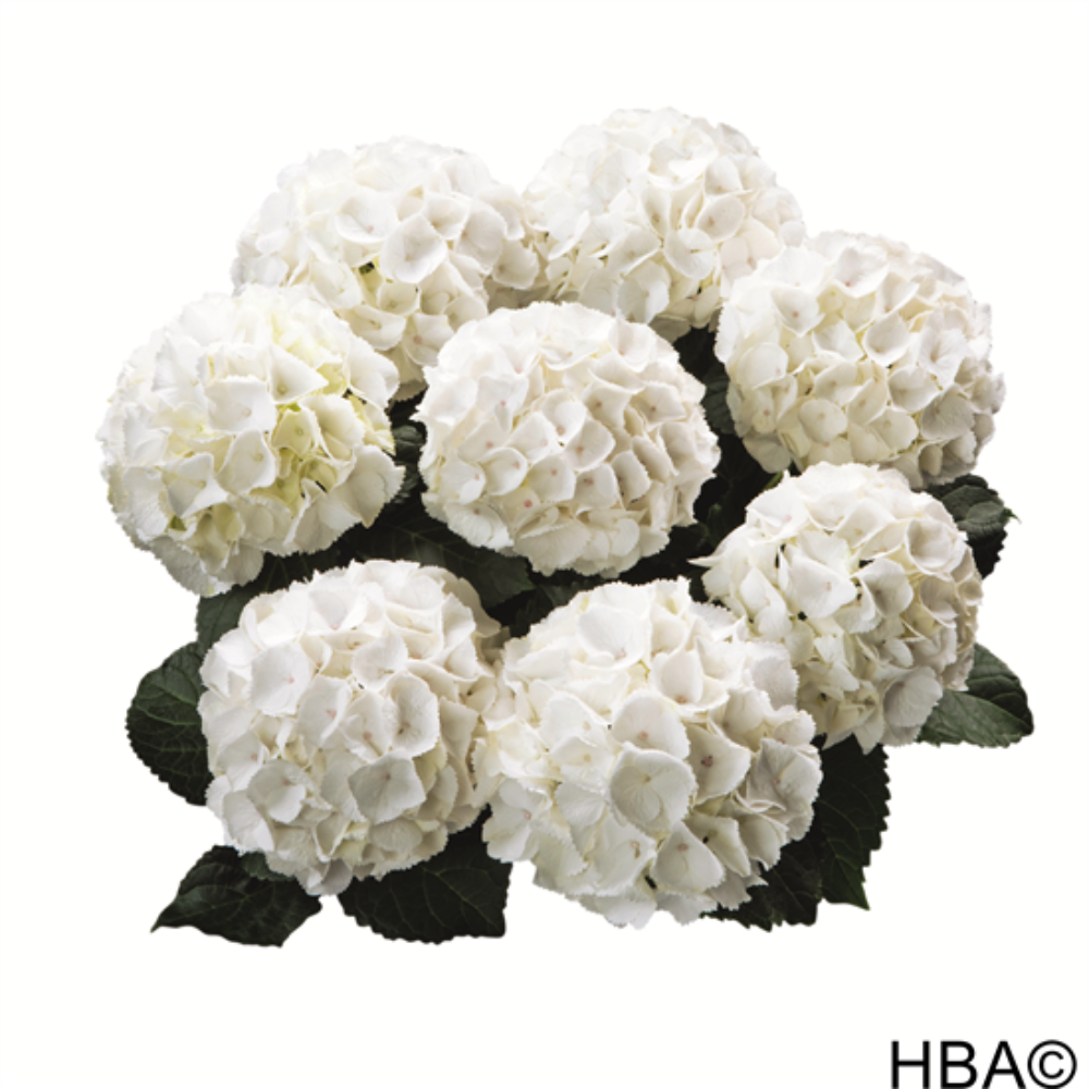 Clarissa (Bildquelle HBA)