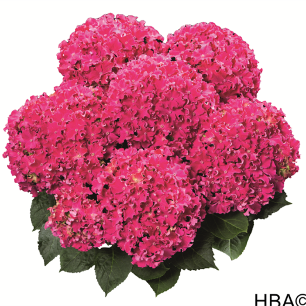 Curly® Sparkle Hot Pink (Bildquelle HBA)