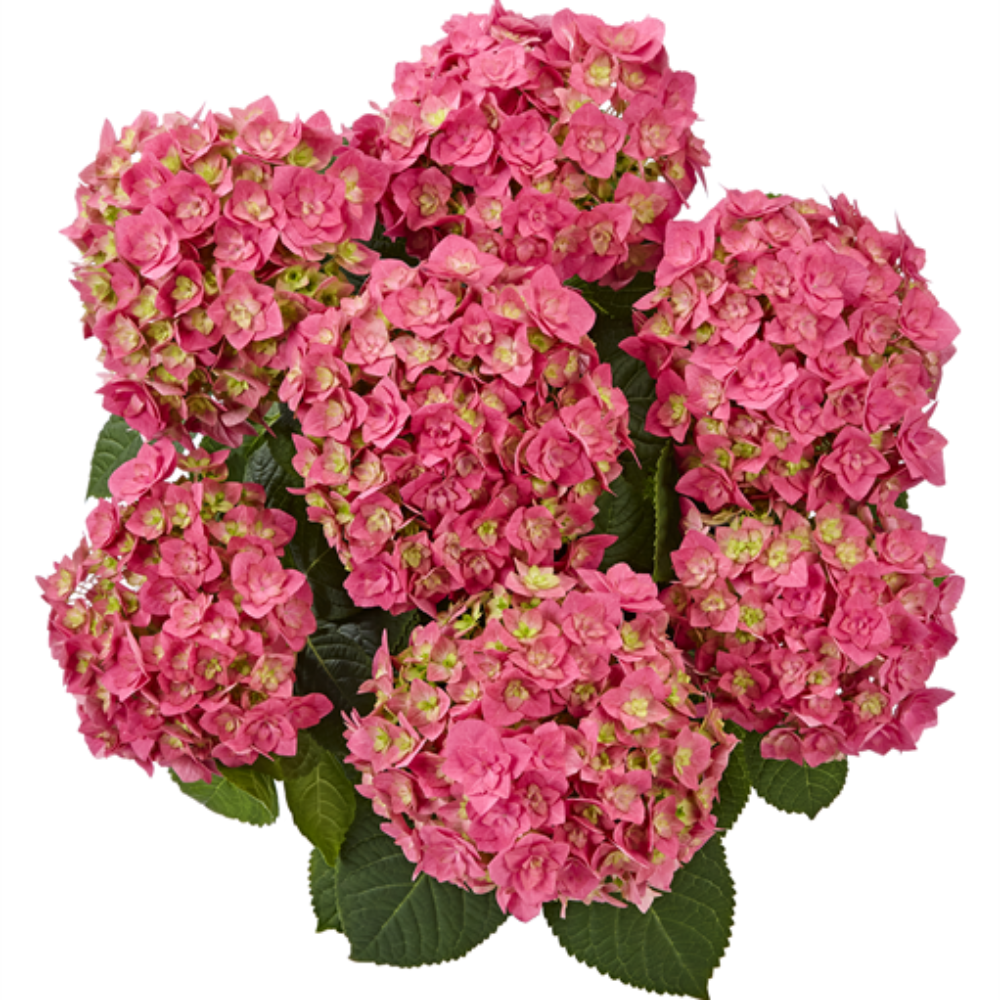 Double Pink (Bildquelle Kötterheinrich) W