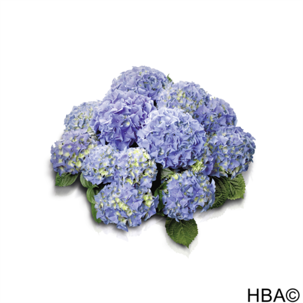 Early® Blue (Bildquelle HBA)