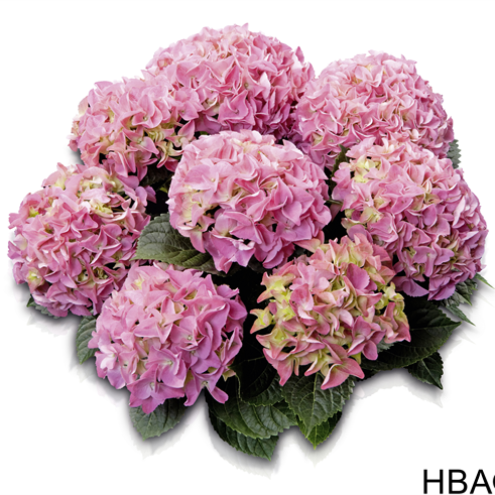Early® Rosa (Bildquelle HBA)