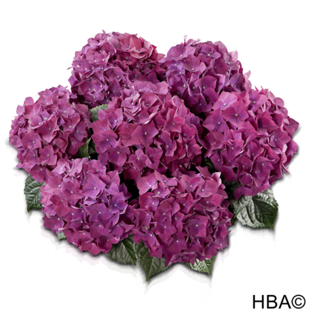 Hot Red Lila (Bildquelle HBA)