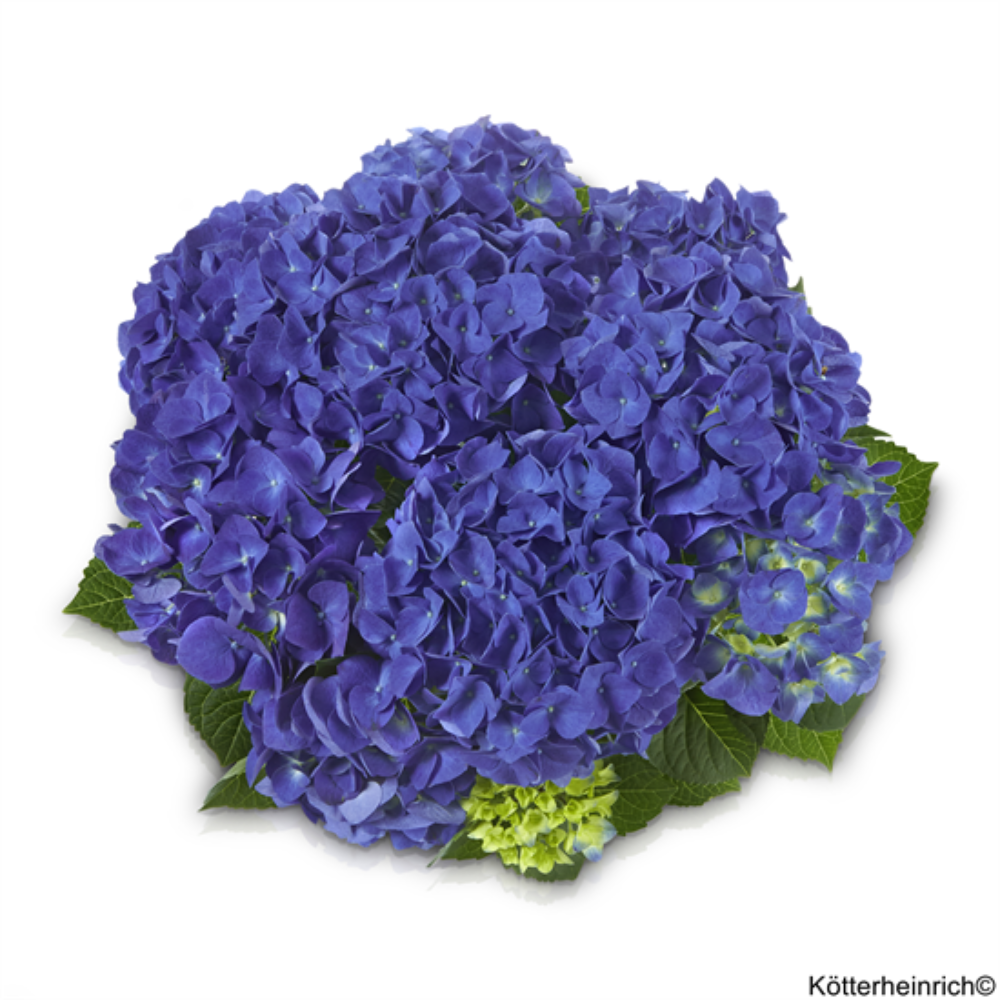 Jip Blue (Bildquelle Kötterheinrich)