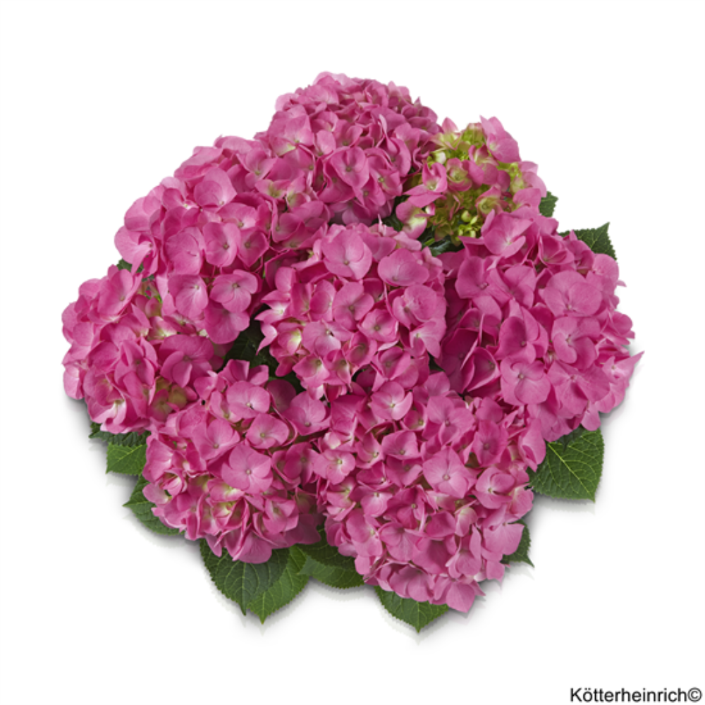 Jip Rosa (Bildquelle Kötterheinrich)