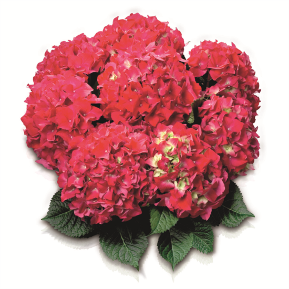 Red Beauty (Bildquelle HBA)