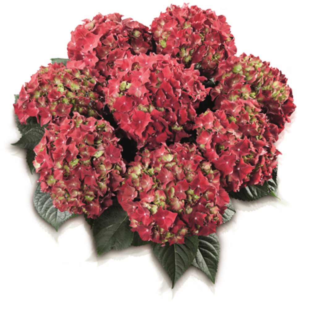 Royal Red (Bildquelle HBA)
