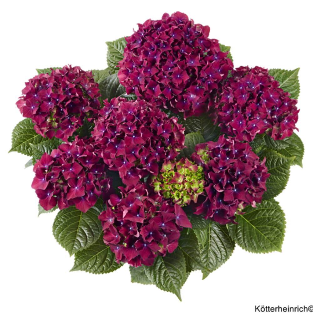 Royal Red Lila (Bildquelle Kötterheinrich) W