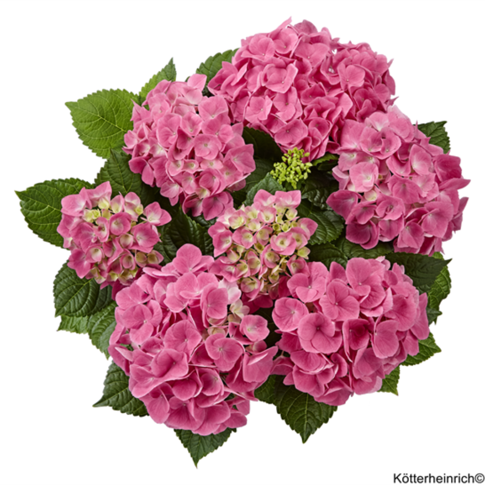 Sarena Pink (Bildquelle Kötterheinrich) W