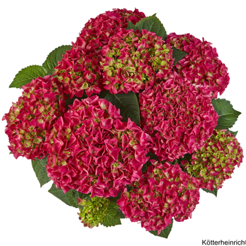 Saxon® Bright Red (Bildquelle Kötterheinrich) W