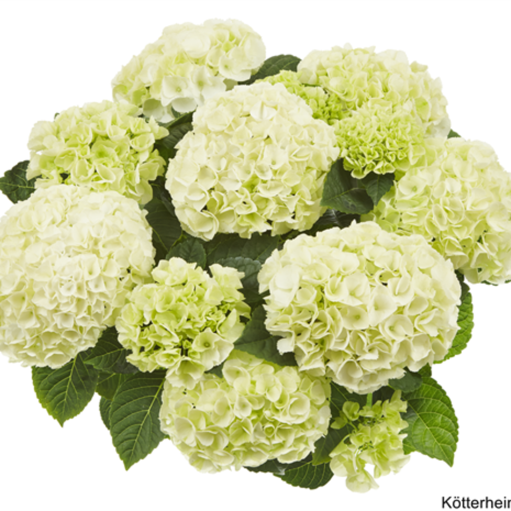 Saxon® Bright White (Bildquelle Kötterheinrich) W