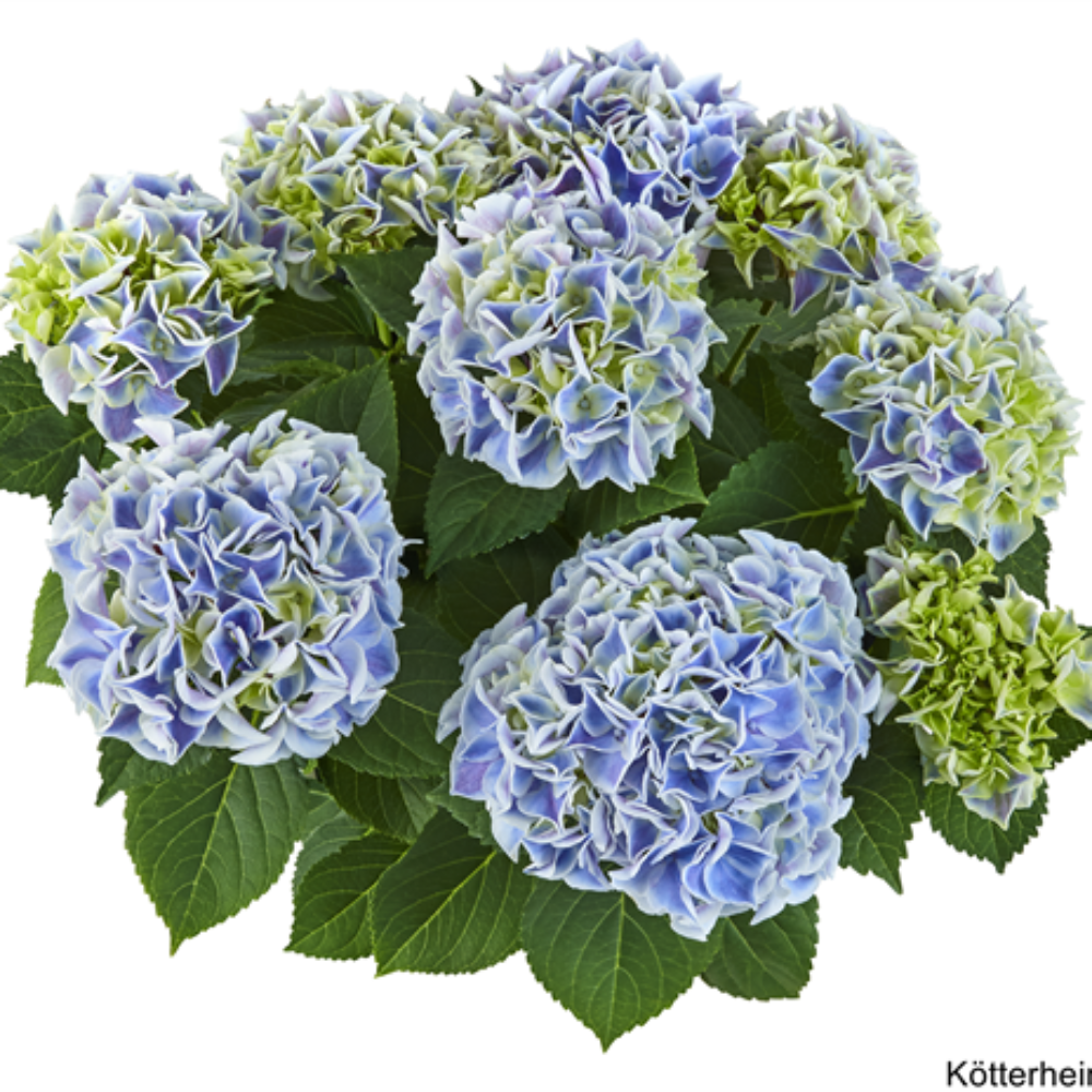 Saxon® Candy Heart Blue (Bildquelle Kötterheinrich) W
