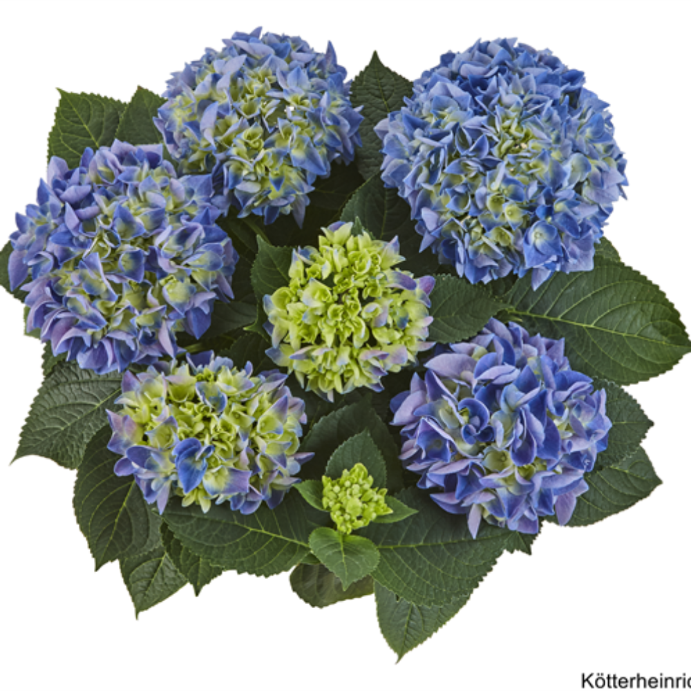 Saxon® Rathen (Bildquelle Kötterheinrich) W