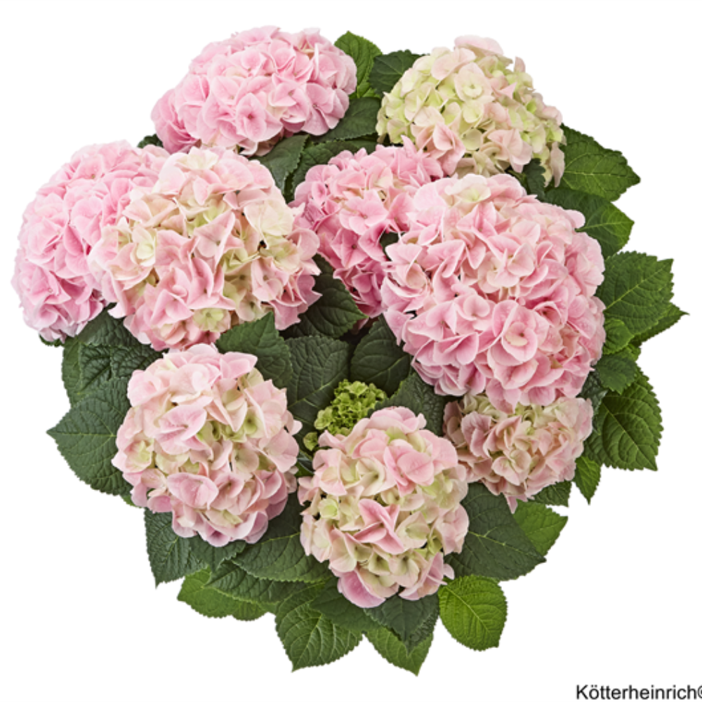Saxon® Sonnenstein (Bildquelle Kötterheinrich) W
