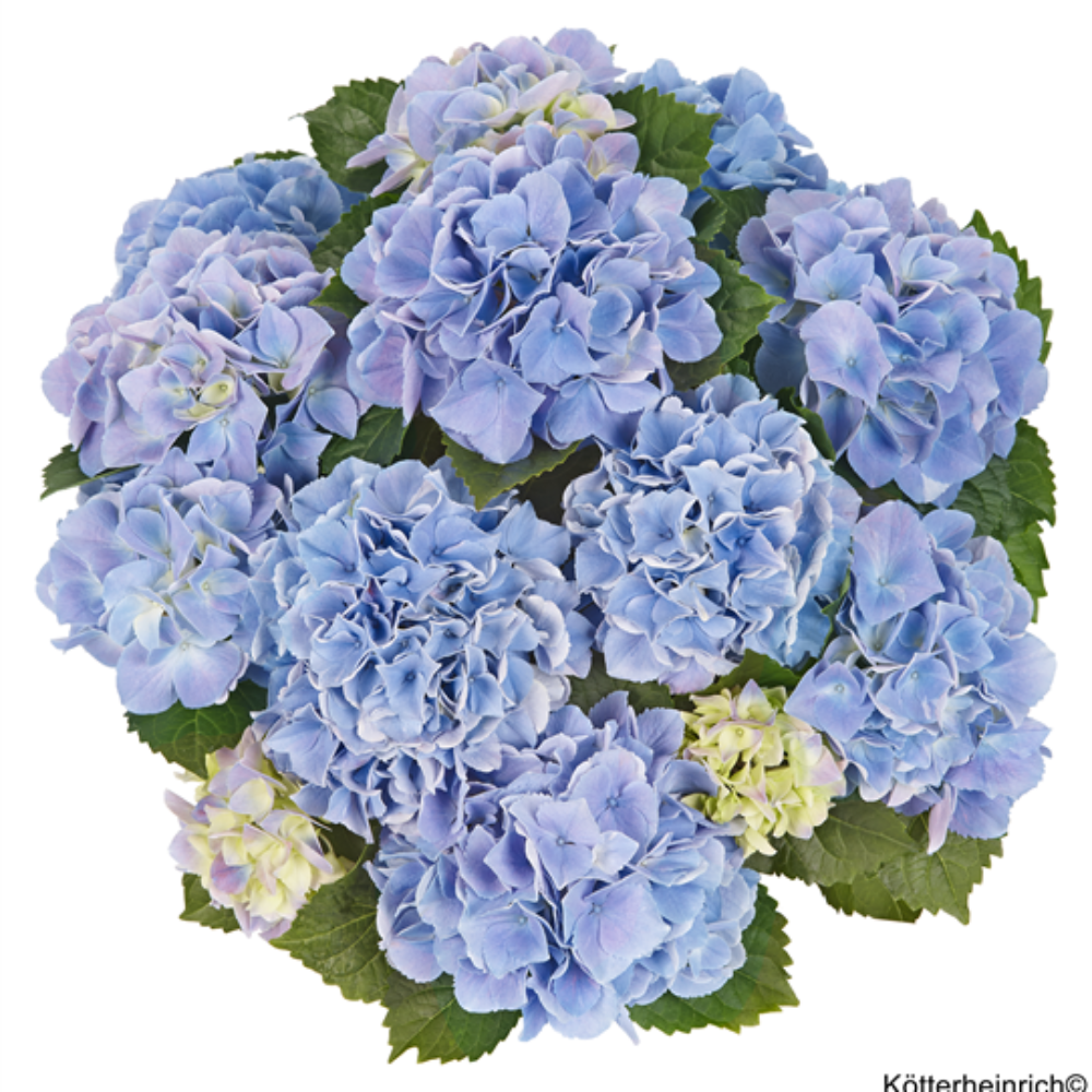Saxon® Table Blue (Bildquelle Kötterheinrich) W