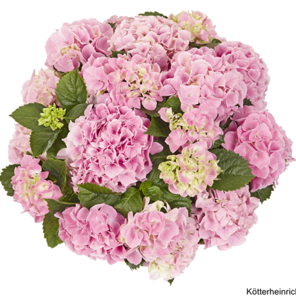 Saxon® Table Rosa (Bildquelle Kötterheinrich) W
