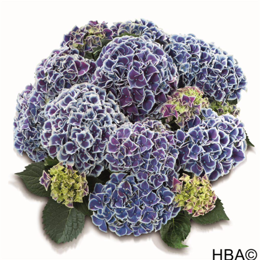 hor Tivoli Blue (Bildquelle HBA)