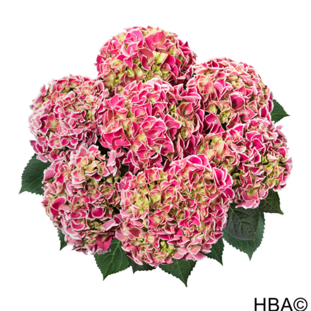 hor Tivoli Pink (Bildquelle HBA)